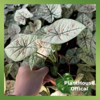 จัดโปร ต้นบอนสตอรี่สตาร์ บอนสี Planthouse ลดราคา ต้นไม้ ต้นไม้มงคล เมล็ดพันธุ์ พรรณไม้