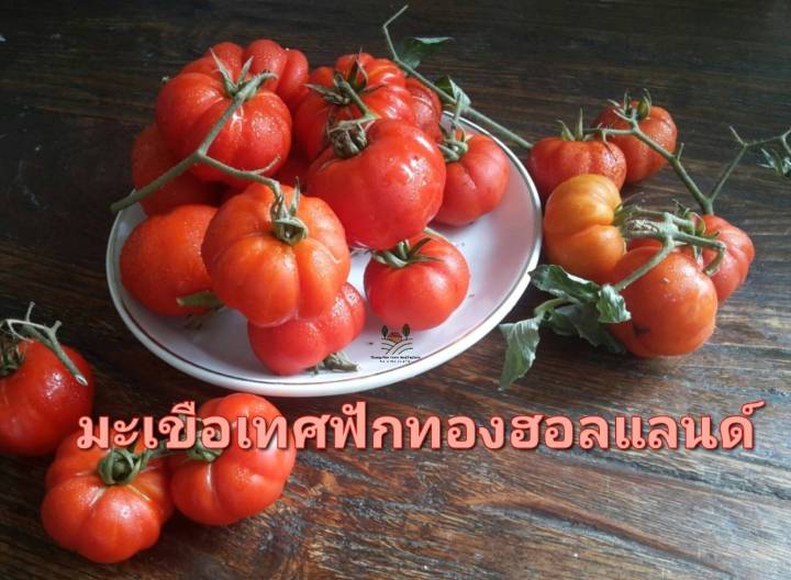 มะเขือเทศ-heirloom-tomato-seed-holland-เมล็ดพันธุ์มะเขือเทศฟักทองฮอลแลนด์-บรรจุ-10-เมล็ด-10-บาท