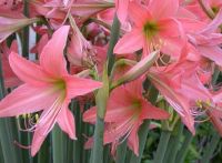 2หัว ว่านสี่ทิศ amaryllis ดอกสีโอรส พันธุ์พื้นเมือง ทนแดดทนฝน หัวขนาด 18-22 ซม ปลูกง่าย อึดทน ขยายพันธุ์เร็ว.