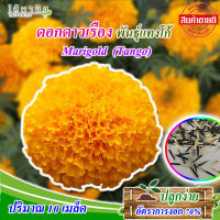 ดอกดาวเรือง  พันธุ์แทงโก้ marigold (tango) 10 เมล็ด (  ซอง , เมล็ดดอกไม้, ดอกไม่ในสวน, ปลูกง่าย)