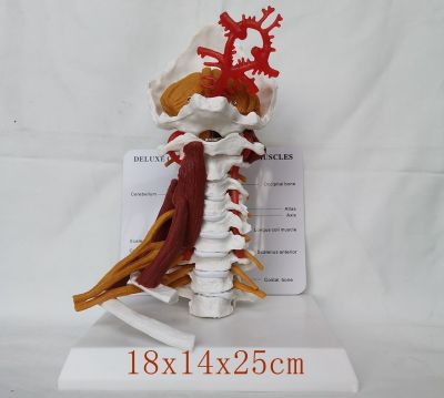 Adult cervical vertebra with nerve vascular bone skeleton model teaching medical teaching present toy