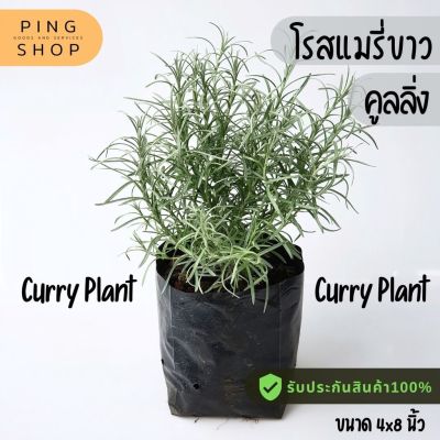 ( PRO+++ ) โปรแน่น.. โรสแมรี่ขาว คูลลิ่ง ว(Curry Plant) ราคาสุดคุ้ม พรรณ ไม้ น้ำ พรรณ ไม้ ทุก ชนิด พรรณ ไม้ น้ำ สวยงาม พรรณ ไม้ มงคล