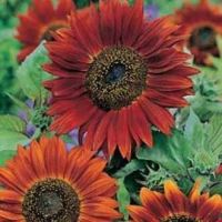 20/เมล็ดพันธุ์ ดอกทานตะวัน สีแดง helianthus annuus sunflower red sun เป็นเมล็ดพันธุ์นำเข้าจากอังกฤษ