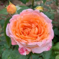 20 เมล็ด กุหลาบ นำเข้า Renaissance Rose Seeds สายพันธุ์ Lisa ดอกไม้สีส้มโอรส