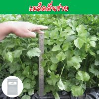 คื่นช่าย เมล็ดพันธุ์ 500+ เมล็ด (Celery) คึ่นฉ่าย ขึ้นฉ่าย คึ่นช่าย คึ่นไช่ คื่นไฉ่