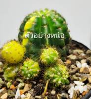 หน่อเด็ดสด อิชินอปด่าง (echinopsis) ขนาดประมาณ 1 เซนติเมตร สำหรับฝึกกราฟ หรือล่อราก (มีความเสี่ยง) #cactus #แคตตัส #กระบองเพชร #ไม้อวบน้ำ