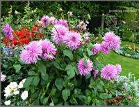 1 หัว/ชุด รักเร่ Dahlia Bulb สายพันธุ์ Elga หัวรักเร่ ดอกไม้ หัวหน่อ เหง้า นำเข้า เนเธอร์แลน หัวสดใหม่