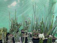 แคคตัสปะการัง  cereus spegazzinii f.cristata  ไม้หายาก ฟรอ์มสวยมากหลากหลายลีลา  ขนาด 13-15 Cm  สูง 25-30 CM ต้นใหญ่มากสวยมาก รากแข็งแรง   ส่งแบบถอดรากเคาะดิน