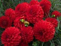 1 หัว/ออเดอร์ รักเร่ Dahlia Bulb สายพันธุ์ Lollipop หัวรักเร่ ดอกไม้ หัวหน่อ เหง้า นำเข้า เนเธอร์แลน หัวสดใหม่