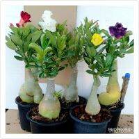 12 เมล็ด เมล็ดพันธุ์ ชวนชม สายพันธุ์ฮอลแลนด์ คละสี Adenium Seeds กุหลาบทะเลทราย Desert Rose ราชินีบอนไซ อัตรางอก 80-90% มีคู่มือปลูก