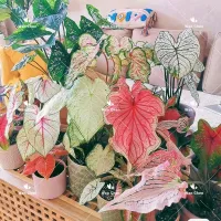 ( Promotion+++) คุ้มที่สุด พร้อมสต็อกในประเทaศไทย 100เมล็ด Mixed Colors Caladium Seeds Flower Seeds บอนสีหายาก ต้นไม้บอลสี ต้นไม้ฟอกอากาศ ราคาดี พรรณ ไม้ น้ำ พรรณ ไม้ ทุก ชนิด พรรณ ไม้ น้ำ สวยงาม พรรณ ไม้ มงคล