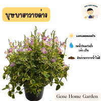 บุษบาฮาวายด่าง กระถางแขวน 8 นิ้ว #ดอกไม้ # ดอกไม้ประดับ #GeneHomeGarden