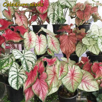 【Sweet Seeds】ประเทศไทยพร้อมสต็อก บอนสี 100 แคปซูล เมล็ดพันธุ์ สีผสม Caladium Seeds ต้นไม้มงคล เมล็ดดอกไม้ ต้นไม้ประดับ พันธุ์ไม้หายาก คุณนาย เมล็ดพ