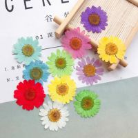 60pcs 2.5-3.5cm Pressed Dried Chrysanthemum Paludosum Flower For Wedding Party Jewelry Phone Case Lampshade Candle Art Craft DIY