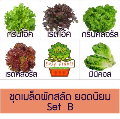 เมล็ดผักสลัด ชนิดเคลือบ ยอดนิยม 5 ชนิด Set B