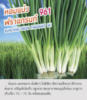 เมล็ดพันธุ์ ต้นหอม หอมแบ่ง - Welsh Shallot (Spring Onion) Seeds ตราดอกแตง เมล็ดพันธุ์คุณภาพ "เพื่อนเกษตรกร"