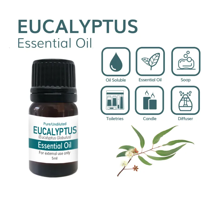 Eucalyptus Essential Oil | Therapeutic | Diffuser | DIY Soap and Candle ...