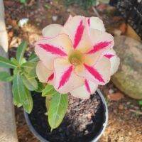 2 เมล็ด เมล็ดพันธุ์ ชวนชม สายพันธุ์ sobre สีเหลืองแดง Bonsai Desert Rose Adenium Seed กุหลาบทะเลทราย ราชินีทะเลทราย บอนไซ มีคู่มือปลูก