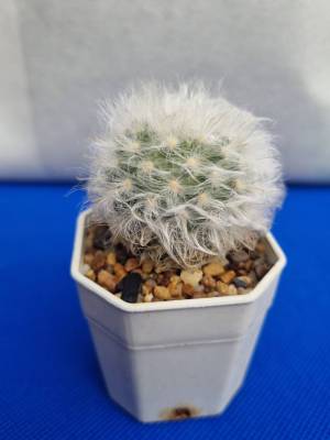 แคคตัส แมมขนแกะ Mammillaria bocasana vs. multilanata ลุ้นสีดอก ไม้เมล็ด กระถาง 2 นิ้ว