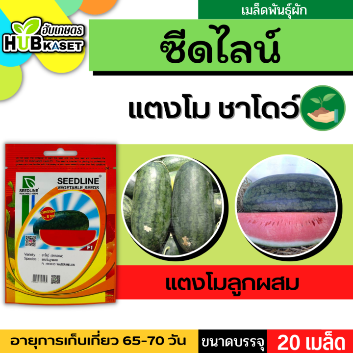 ซีดไลน์ 🇹🇭 แตงโมลูกผสม ชาโดว์ ขนาดบรรจุประมาณ 20 เมล็ด อายุเก็บเกี่ยว 65-70 วัน