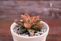 อโลไฮบริด (Aloe Hybrid) ไม้สะสม ว่านหางจระเข้ (AL03)