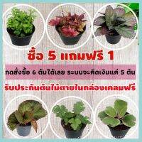 ซื้อ 5 ฟรี 1  ต้นไม้มงคลจิ๋ว ในกระถาง 3 นิ้ว กดสั่งซื้อ 6 ต้น ได้เลย ต้นไม้มินิมอล ต้นไม้จิ๋ว  ต้นไม้ฟอกอากาศ ประดับสวน ประดับโต๊ะทำงาน