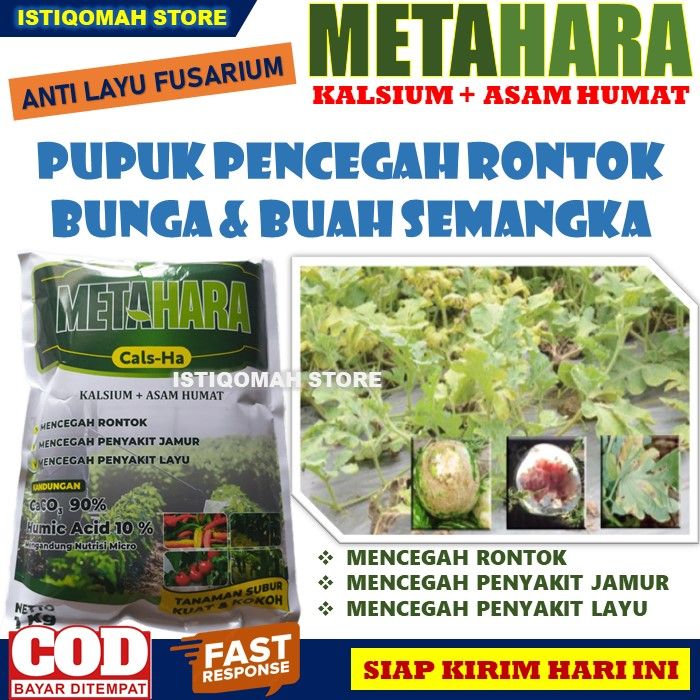 Pupuk Anti Layu Pada Tanaman Semangka Metahara 1 Kg Obat Layu Fusarium Pada Semangka Paling 