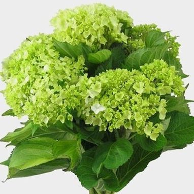 20 เมล็ด เมล็ดไฮเดรนเจีย Hydrangea Seeds สีเขียว ไฮเดรนเยียสายพันธุ์ฝรั่งเศส ของแท้ 100% อัตรางอกสูง 70-80% มีคู่มือปลูก