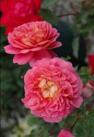 30 เมล็ด เมล็ดพันธุ์ กุหลาบพวง Floribunda Rose seed สีชมพู ดอกหอม นำเข้าจากต่างประเทศ พร้อมคู่มือ เมล็ดสดใหม่