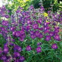 เมล็ดพันธุ์ เพนสตีมอน penstemon gentianoides beardtongue 200 เมล็ด เมล็ดพันธุ์นำเข้าจาก อังกฤษ