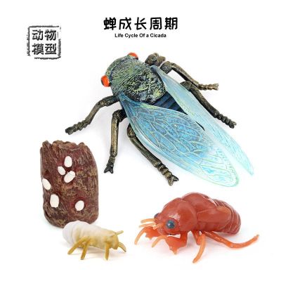 Simulation model of animal insect butterfly bees frogs spider toy snail science class growth cycle