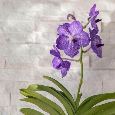 30 เมล็ดพันธุ์ Bonsai เมล็ดกล้วยไม้ ฟาแลนนอปซิส (Phalaenopsis Orchids) Orchid flower Seed อัตราการงอกของเมล็ด 80-85%