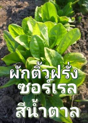 ซอร์เรล สีน้ำตาล ผักติ้วฝรั่ง Rumex Acetosa Seed เมล็ดพันธุ์ซอร์เรลสีน้ำตาล บรรจุ 10  เมล็ด 10 บาท