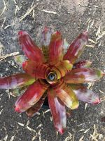 ? ต้นนี้เลย # สับปะรดสี#bromeliad# ต้นไม้สวยงาม# ไม้ประดับ# ตกแต่งสวน# ปลูกตกแต่งบ้าน# ไม้มงคล# ขายราคาถูก # ต้นไม้คุณภาพ ของมีพร้อมส่ง เก็บเงินปลายทาง ?