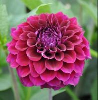 1 หัว/ออเดอร์ รักเร่ Dahlia rhizome สายพันธุ์ ZIRCONIA หัวรักเร่ ดอกไม้ หัวหน่อ เหง้า นำเข้า เนเธอร์แลน หัวสดใหม่