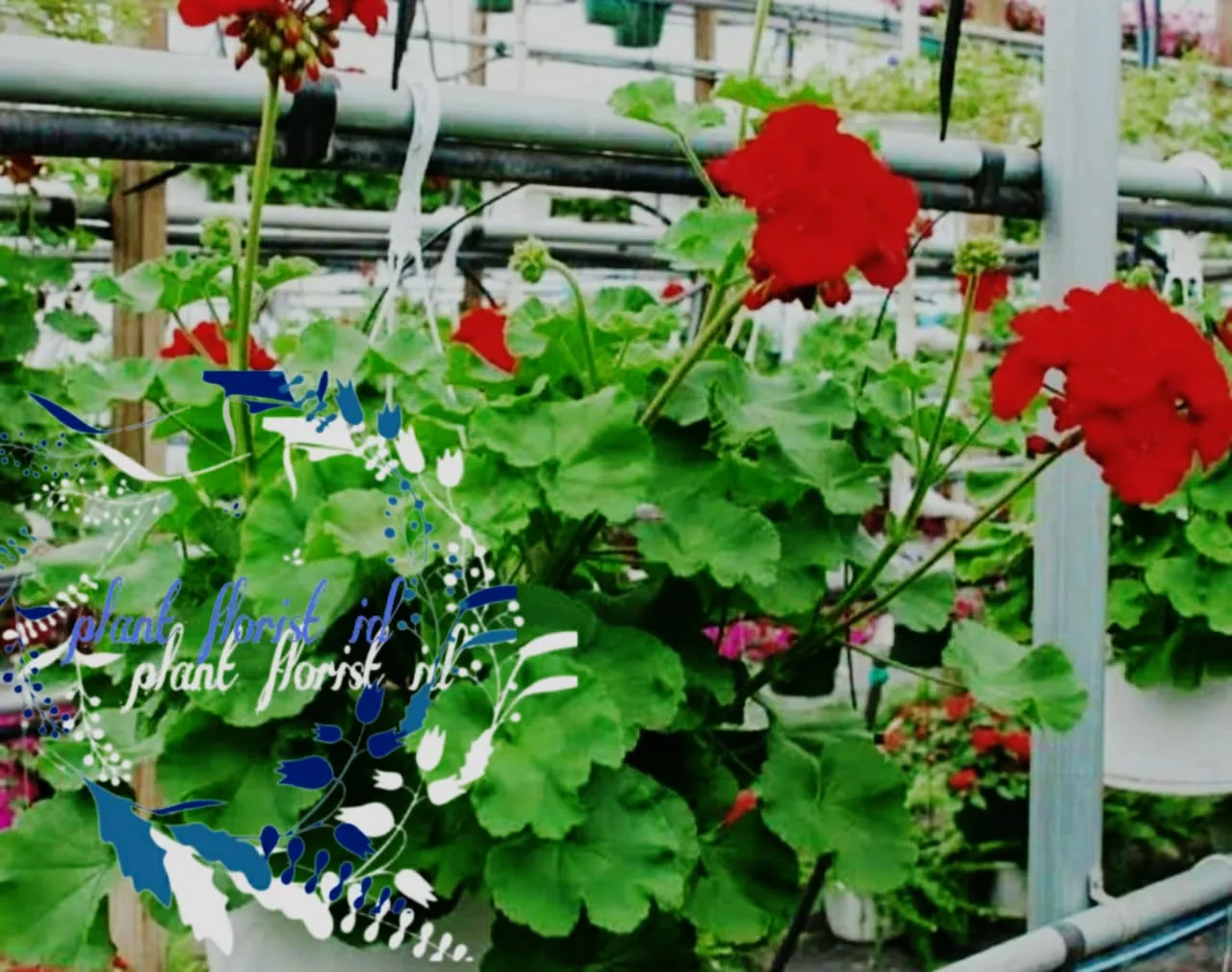 tanaman bunga geranium merah pelargonium zonale tanaman hias cod promo  bibit bunga