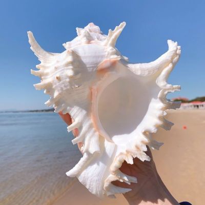 [COD] Super large thousand-handed snail extra chrysanthemum conch shell fish tank decoration landscaping style