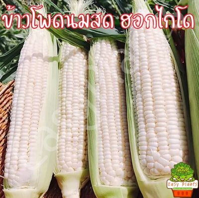 เมล็ดพันธุ์ ข้าวโพด นมสด ฮอกไกโด พันธุ์หวาน หนึบหนับ หอม มัน เมล็ดข้าวโพด ข้าวโพด เมล็ดพันธุ์ข้าวโพด ราคาถูก