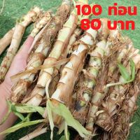 ท่อนพันธ์หญ้าหวานอิสราเอล 1กล่อง 100 ท่อน ท่อนพันธ์แก่พร้อมปลูก