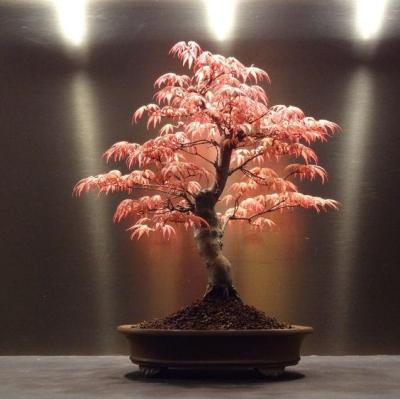 เมล็ดMaple Bonsai 20เมล็ด