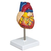 Heart Model 2-Part Deluxe Life-Size Human Heart Model Anatomy with 34 Anatomical Structures, Anatomical Heart