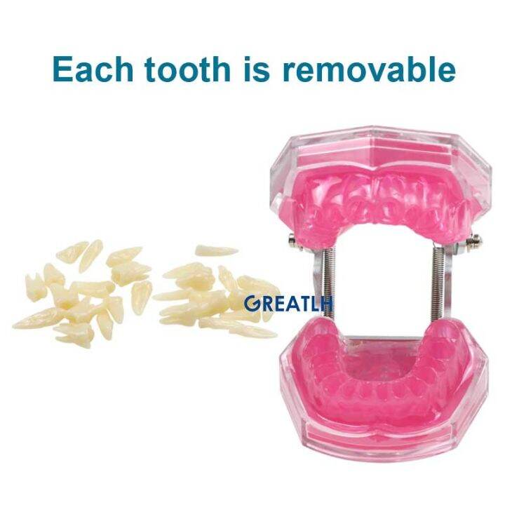 removable-teeth-soft-gum-dental-model-teeth-dental-teaching-study-model-typodont-model-dentist-dentistry-products-dental-gift