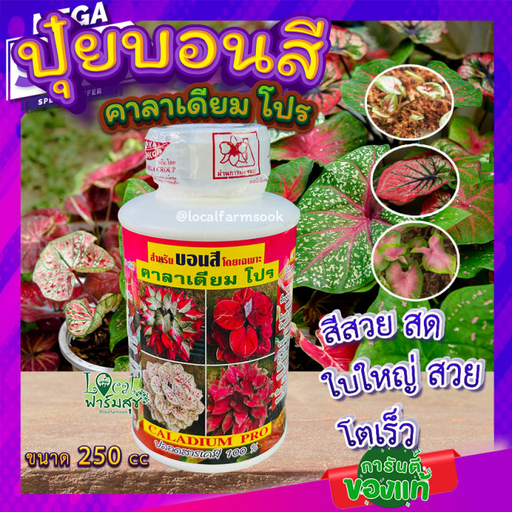 ปุ๋ยบอนสี-คาลาเดียม-ขนาด-250-cc-แตกหน่อไว-ใบใหญ่-ใบสวย-สมบูรณ์-สีสด-คาลาเดียมโปร-คาลาเดียมบลูม-ปุ๋ยชีวภาพ-homes