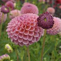 1 หัว/ออเดอร์ รักเร่ Dahlia Bulb สายพันธุ์ Jowey Winnie หัวรักเร่ ดอกไม้ หัวหน่อ เหง้า นำเข้า เนเธอร์แลน หัวสดใหม่