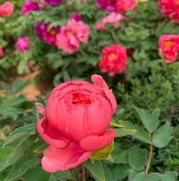 30 เมล็ด เมล็ดพันธุ์ กุหลาบ Huayuan Red Rose Seeds ดอกใหญ่ นำเข้าจากต่างประเทศ พร้อมคู่มือ เมล็ดสด ใหม่