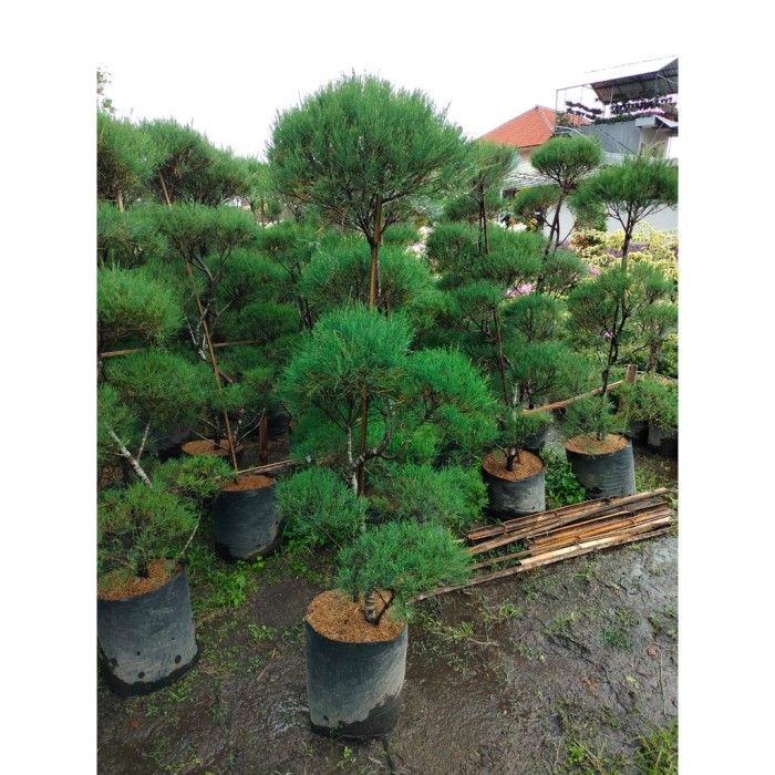 Pohon Cemara Udang 2 Meter Tanaman Bonsai Lazada Indonesia