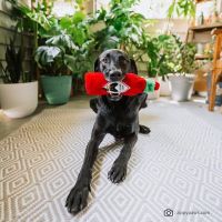 ZIPPYPAWS USA ของเล่นหมา ของเล่นสุนัขพรีเมี่ยม ขวดน้ำ ฮอตซอส มีเสียง นำเข้าจากอเมริกา