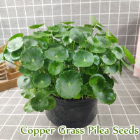 *เก็บปลายทาง*‼️พร้อมส่ง หญ้าเหรียญ บรรจุ 50 เมล็ด Copper Grass Pilea Seeds Hydroponic Flower Plants เมล็ดดอกไม้ พืชไฮโดรโปนิกส์ ต้นไม้มงคล ต้นไม้ประดับ ต้นไม้มงคลใหญ่ พันธุ์ดอกไม้ ไม้ประดับ ของแต่งบ้าน เมล็ดบอนสี บอนสีหายากไทย บอนสีราคาถูกๆ