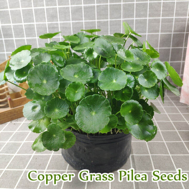 [Fast Delivery] Copper Grass Pilea Seeds for Planting ( 50 Seeds