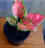 แก้วกาญจนา หรือ อโกลนีมา (Aglaonema) ส่งพร้อมกระถาง ไม้ประดับมงคลยอดฮิต ไว้ประดับบ้านก็สวยฟอกอากาศก็ดี สูง 8-10 cm เป็นไม้มงคลดึงดูดสิ่งดีๆเ